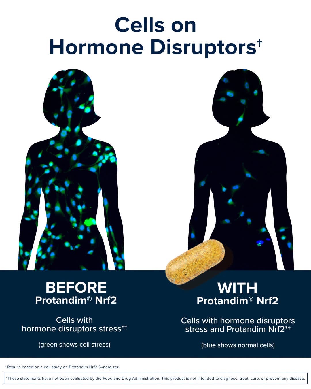 Before and after cell study showing reduced hormone disruptor stress with Protandim Nrf2