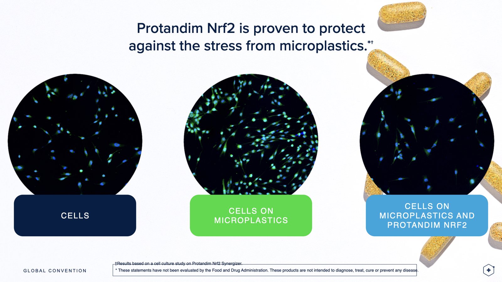 Cell study comparing normal cells, cells on microplastics, and cells on microplastics with Protandim Nrf2