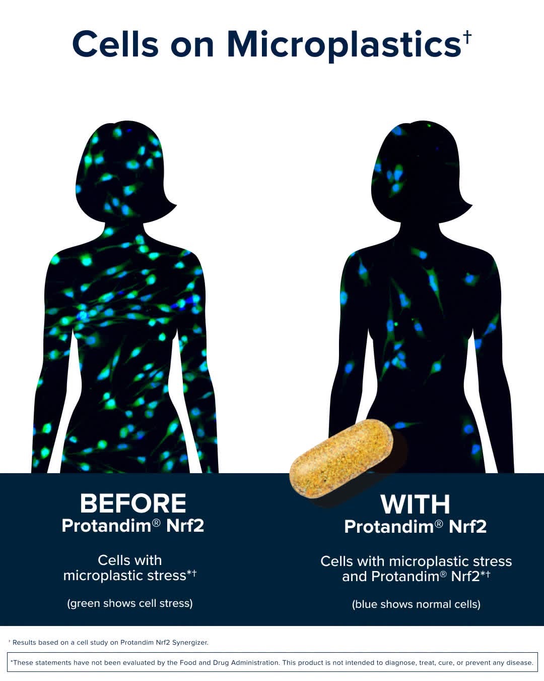 Before and after cell study showing reduced microplastic stress with Protandim Nrf2