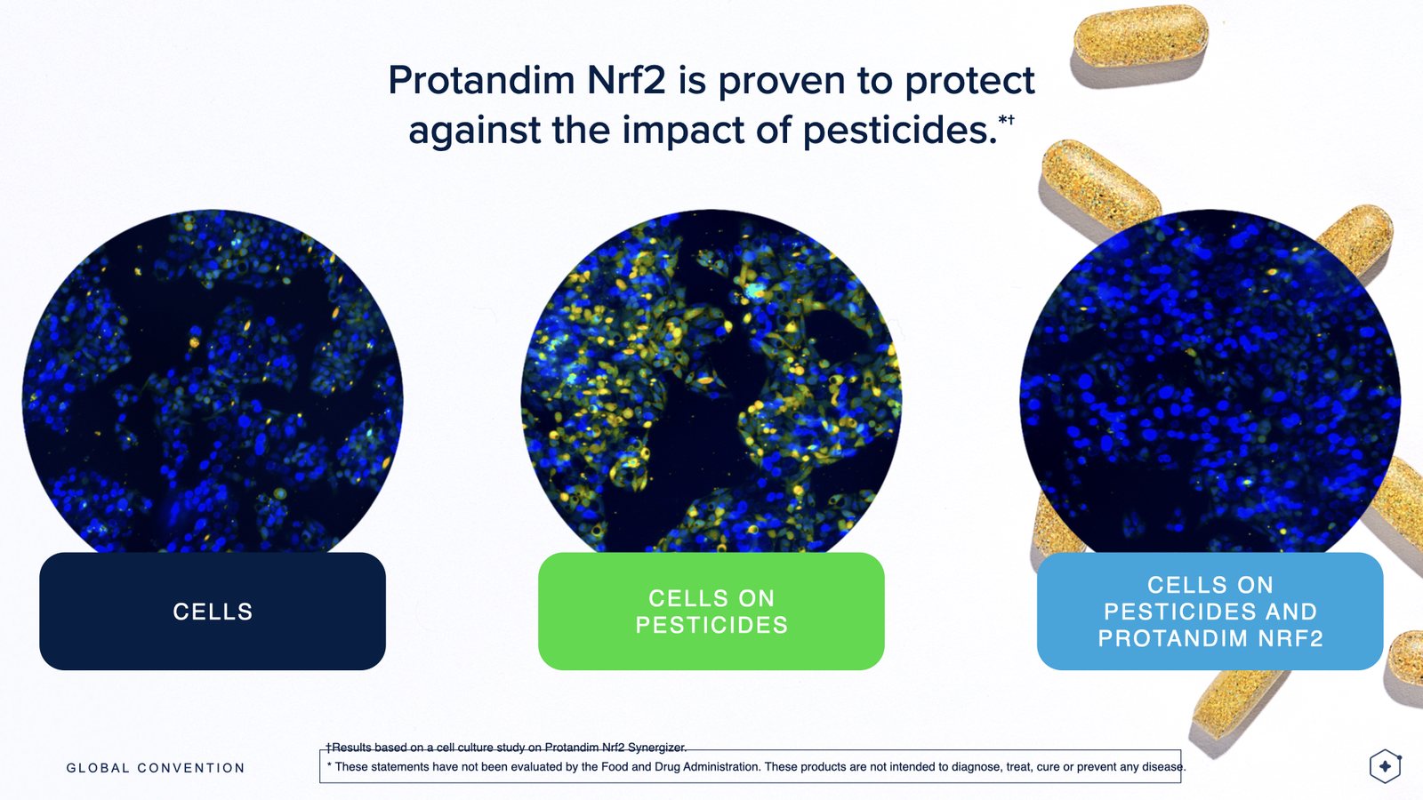 Cell study comparing normal cells, cells on pesticides, and cells on pesticides with Protandim Nrf2