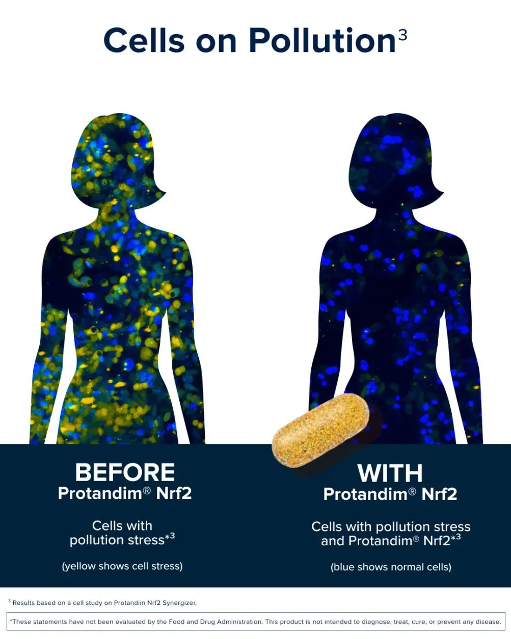 Before and after cell study showing reduced pollution stress with Protandim Nrf2